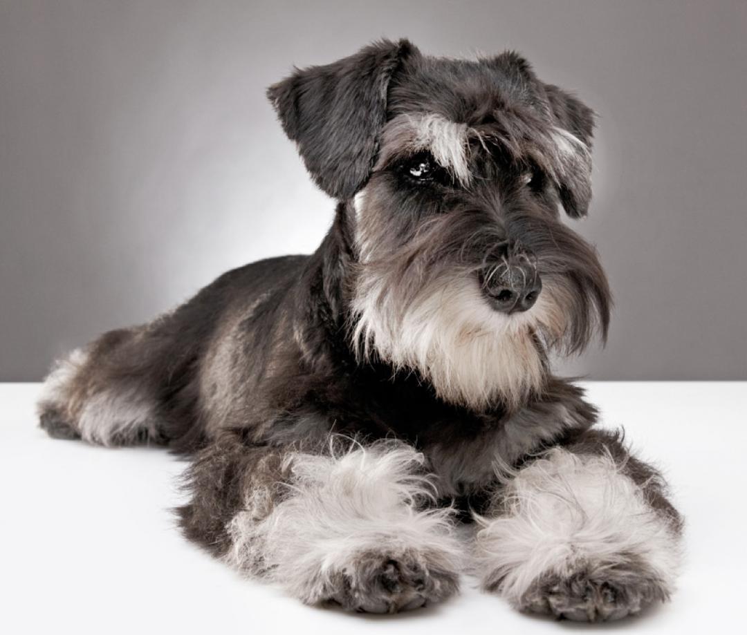 mini schnauzer shih tzu