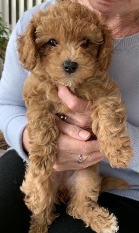 Jackie bichon best sale puppies
